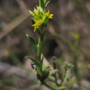 Pimelea curviflora at Captains Flat, NSW - 16 Nov 2024