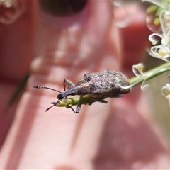 Pachyura australis at Captains Flat, NSW - 16 Nov 2024 01:20 PM