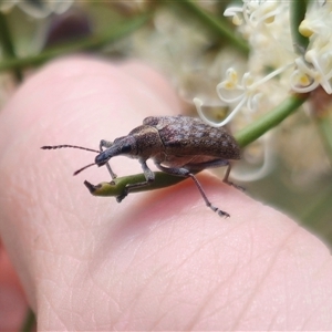 Pachyura australis at Captains Flat, NSW - 16 Nov 2024 01:20 PM