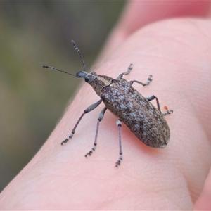 Pachyura australis at Captains Flat, NSW - 16 Nov 2024 01:20 PM