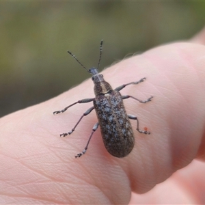 Pachyura australis at Captains Flat, NSW - 16 Nov 2024 01:20 PM