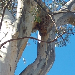 Eucalyptus sp. (A Gum Tree) at Conder, ACT - 19 Aug 2019 by MB