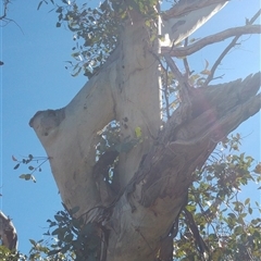 Eucalyptus sp. (A Gum Tree) at Conder, ACT - 19 Aug 2019 by MB