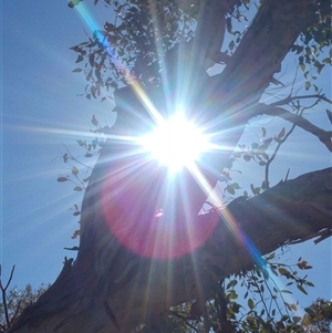 Eucalyptus sp. at Conder, ACT - 19 Aug 2019