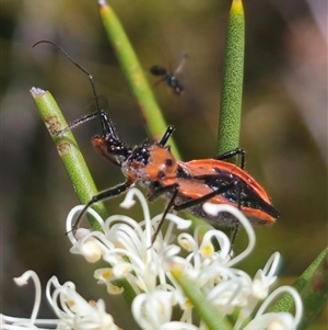 Gminatus australis at Captains Flat, NSW - 16 Nov 2024 01:17 PM