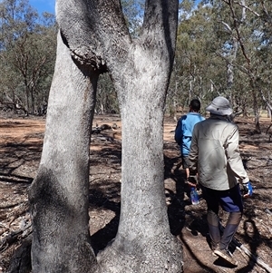 Eucalyptus sp. at Byadbo Wilderness, NSW - suppressed