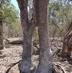 Eucalyptus sp. at Byadbo Wilderness, NSW - suppressed