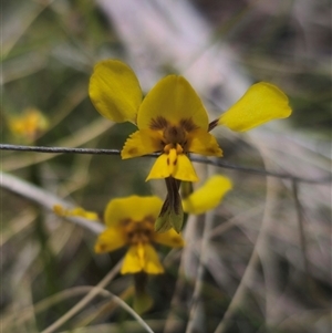 Diuris sp. (hybrid) at Captains Flat, NSW - suppressed