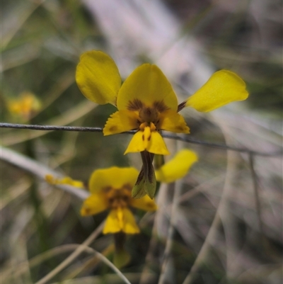 Diuris sp. (hybrid) (Hybrid Donkey Orchid) at Captains Flat, NSW - 16 Nov 2024 by Csteele4