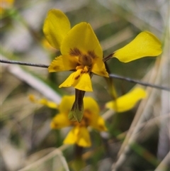 Diuris sp. (hybrid) at Captains Flat, NSW - suppressed