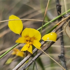 Diuris sp. (hybrid) at Captains Flat, NSW - suppressed