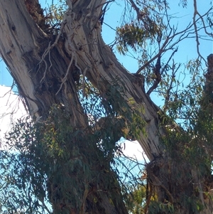 Eucalyptus sp. at Calwell, ACT - suppressed