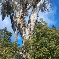 Eucalyptus sp. at Calwell, ACT - 19 Aug 2019