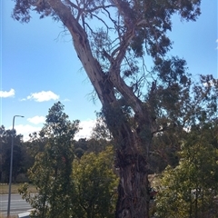 Eucalyptus sp. at Calwell, ACT - 19 Aug 2019