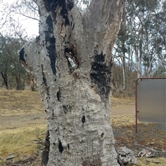 Eucalyptus rossii at Wallaroo, NSW - suppressed