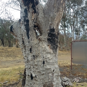 Eucalyptus rossii at Wallaroo, NSW - 2 Dec 2019