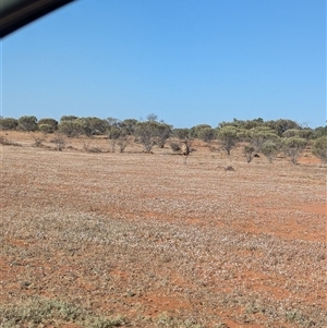 Dromaius novaehollandiae at Tibooburra, NSW - 13 Nov 2024