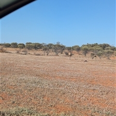 Dromaius novaehollandiae at Tibooburra, NSW - 13 Nov 2024