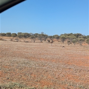 Dromaius novaehollandiae at Tibooburra, NSW - 13 Nov 2024