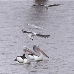 Pelecanus conspicillatus (Australian Pelican) at Throsby, ACT - 16 Nov 2024 by TimL