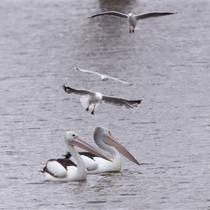 Pelecanus conspicillatus at Throsby, ACT - 16 Nov 2024