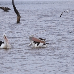 Pelecanus conspicillatus at Throsby, ACT - 16 Nov 2024