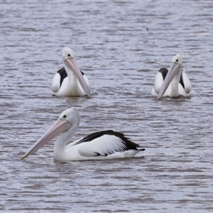 Pelecanus conspicillatus at Throsby, ACT - 16 Nov 2024