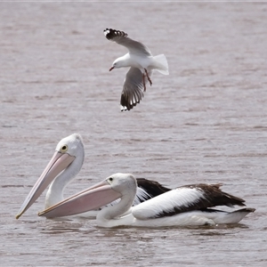 Pelecanus conspicillatus at Throsby, ACT - 16 Nov 2024