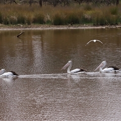 Pelecanus conspicillatus at Throsby, ACT - 16 Nov 2024