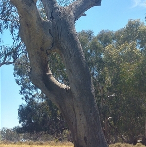 Eucalyptus camaldulensis subsp. camaldulensis at Durham Ox, VIC - suppressed