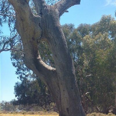 Eucalyptus camaldulensis subsp. camaldulensis (River Red Gum) at Durham Ox, VIC - 6 Dec 2019 by MB