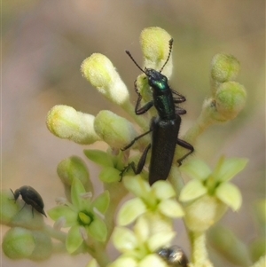 Eleale aspera (Clerid beetle) at Captains Flat, NSW by Csteele4