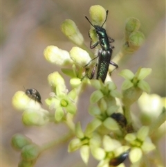 Eleale aspera at Captains Flat, NSW - 16 Nov 2024 01:04 PM