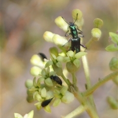 Eleale aspera at Captains Flat, NSW - 16 Nov 2024 01:04 PM