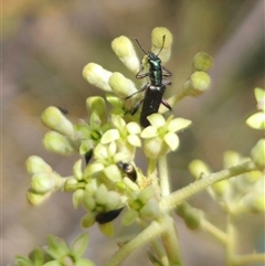 Eleale aspera at Captains Flat, NSW - 16 Nov 2024 01:04 PM