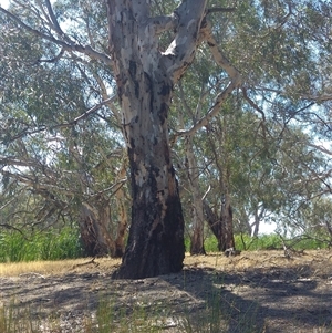 Eucalyptus sp. at Durham Ox, VIC - suppressed