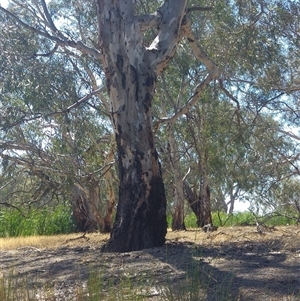 Eucalyptus sp. at Durham Ox, VIC by MB