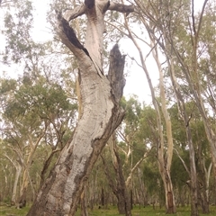 Eucalyptus sp. at Willbriggie, NSW - 3 Mar 2020 by MB