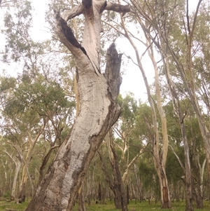 Eucalyptus camaldulensis at suppressed - suppressed