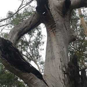 Eucalyptus camaldulensis at suppressed - suppressed