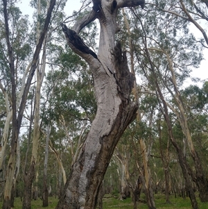 Eucalyptus camaldulensis at suppressed - suppressed