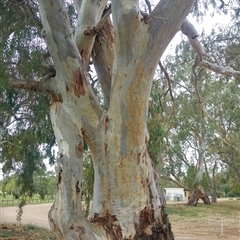 Eucalyptus sp. at Crystal Brook, SA - 5 Mar 2020 by MB