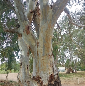 Eucalyptus sp. at Crystal Brook, SA by MB