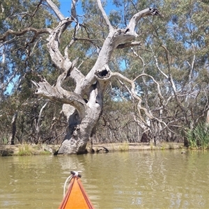 Eucalyptus sp. at Durham Ox, VIC by MB