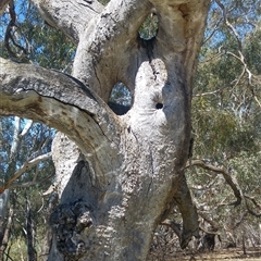 Eucalyptus sp. at Durham Ox, VIC - suppressed