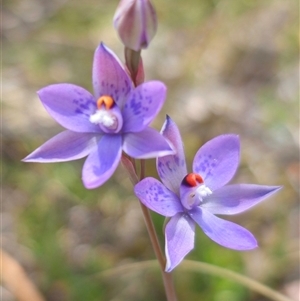 Thelymitra x truncata at Captains Flat, NSW - 16 Nov 2024