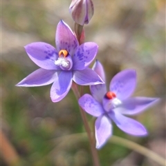 Thelymitra x truncata at Captains Flat, NSW - suppressed