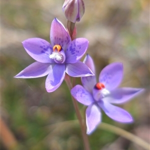 Thelymitra x truncata at Captains Flat, NSW - 16 Nov 2024