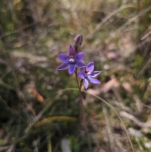 Thelymitra x truncata at Captains Flat, NSW - 16 Nov 2024