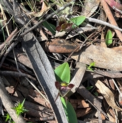 Chiloglottis valida (Large Bird Orchid) at Tantangara, NSW - 2 Nov 2024 by dgb900